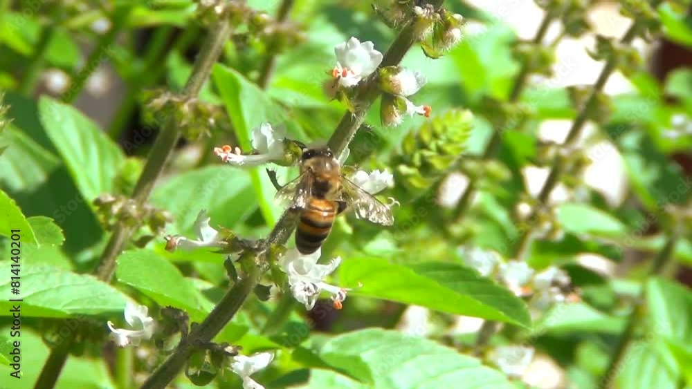 bee flying and pollinating basil flowers, nature, insect, pollinator, balance, symbiosis, animal, fauna, flora, flowers, reproduction, horticulture, agriculture, vegetable, bee flying and pollinating basil flowers, nature, insect, pollinator, balance, symbiosis, animal, fauna, flora, flowers, reproduction, horticulture, agriculture, vegetable,