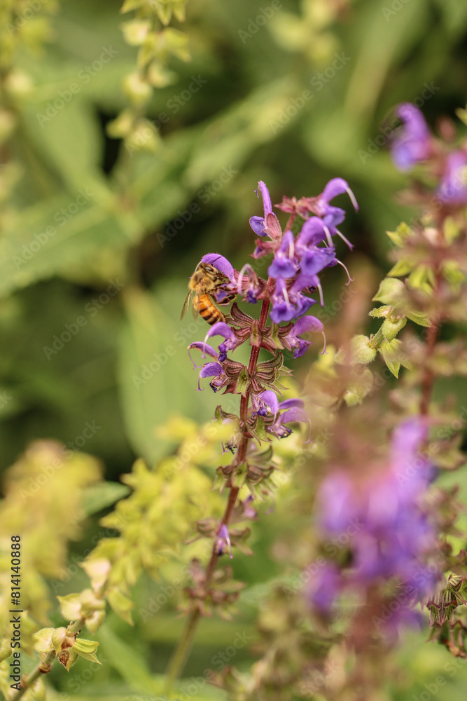 bees on meadow sage plant flowers bees on meadow sage plant flowers
