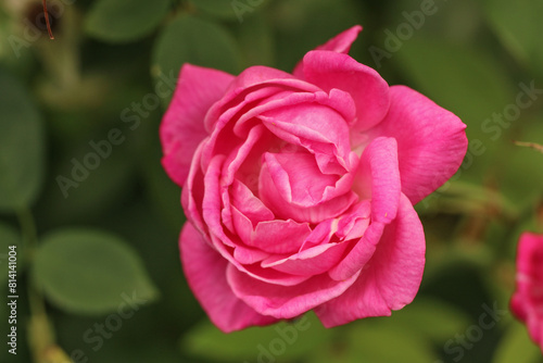 Wallpaper Mural pink flower rose Torontodigital.ca