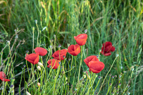 red poppies in the field