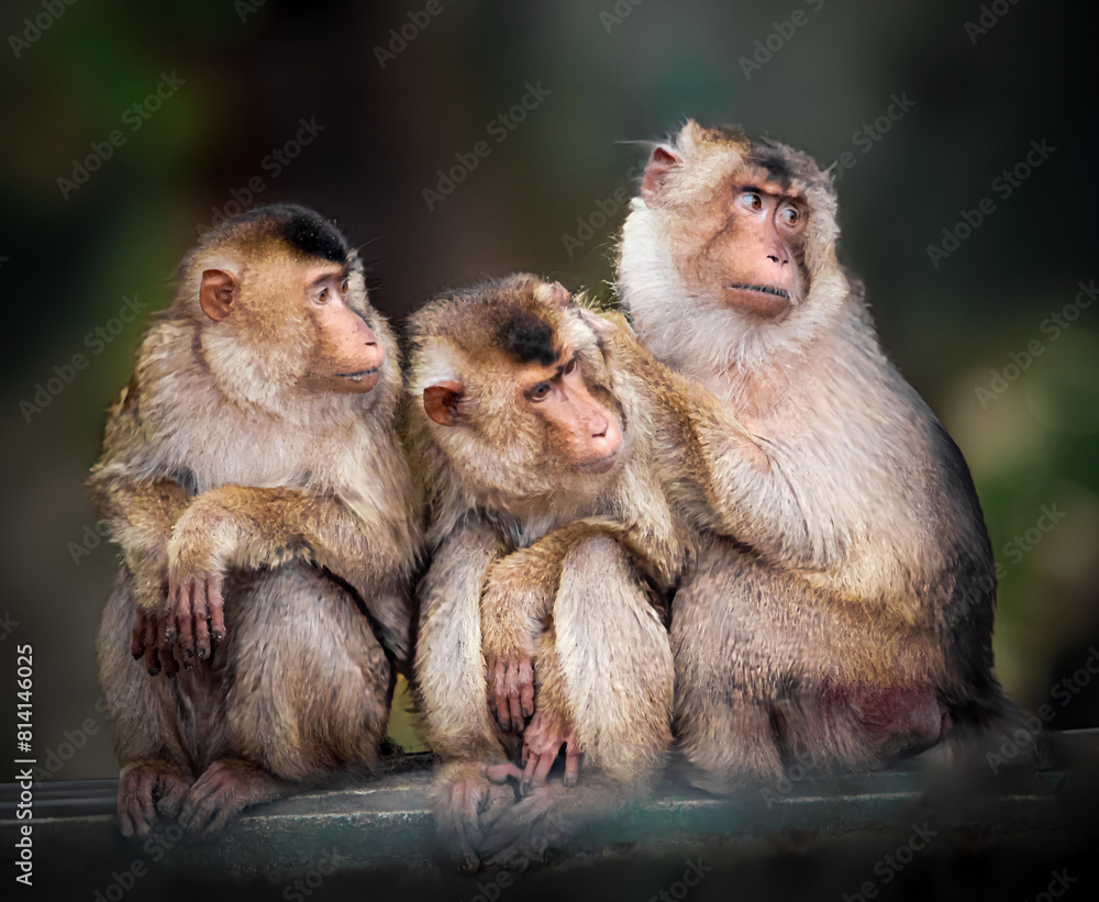 die 3 sehr neugierige Affen