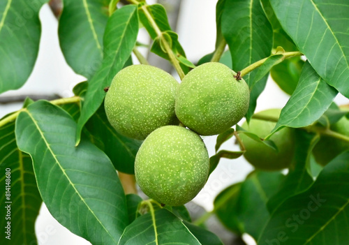 Walnut tree (Juglans regia) with fruit photo