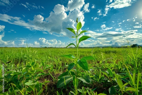 A young Withania plant grows tall in a field under a blue sky, showcasing the beauty of natures growth and vitality