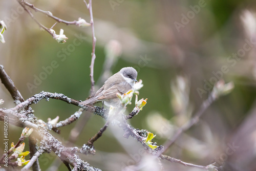 Little bird is on the branch. Lesser whitethroat photo