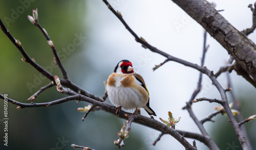 Colorful little bird is on the tree branch. The European goldfinch