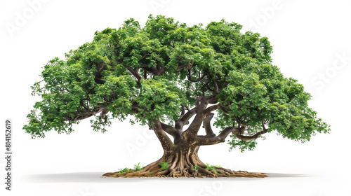 Indian neem tree, white background, digital illustration, conceptual art
