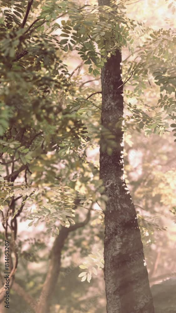 A captivating photo of the sun shining through the trees in the jungle. A captivating photo of the sun shining through the trees in the jungle.