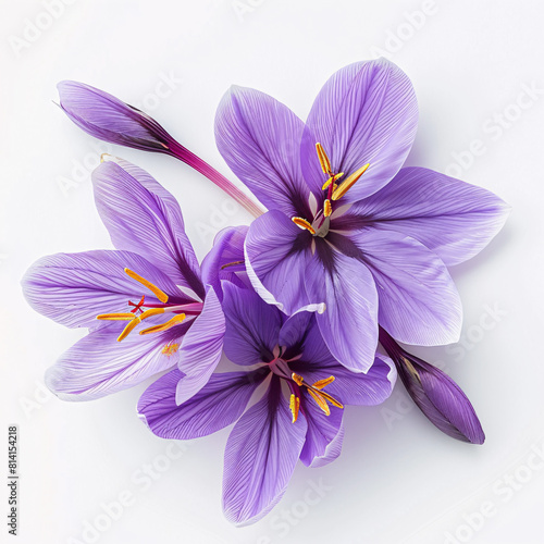  Three purple crocus flowers with visible stamens on a white background.