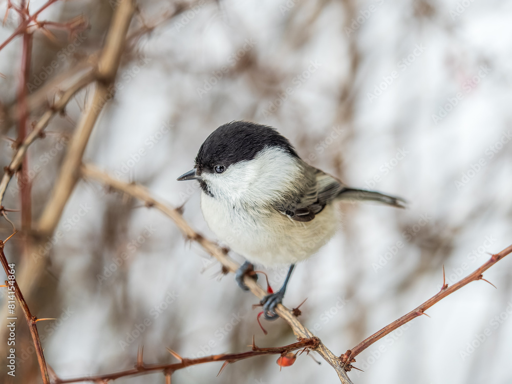 Cute bird the willow tit, song bird sitting on a branch without leaves in the winter. Cute bird the willow tit, song bird sitting on a branch without leaves in the winter.