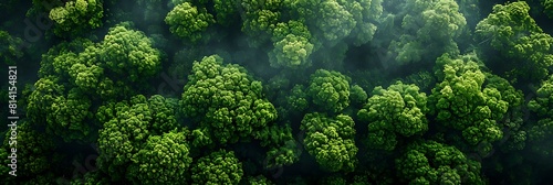 Aerial top view forest tree, Rainforest ecosystem and healthy environment concept and background, Texture of green tree forest view from above realistic nature and landscape