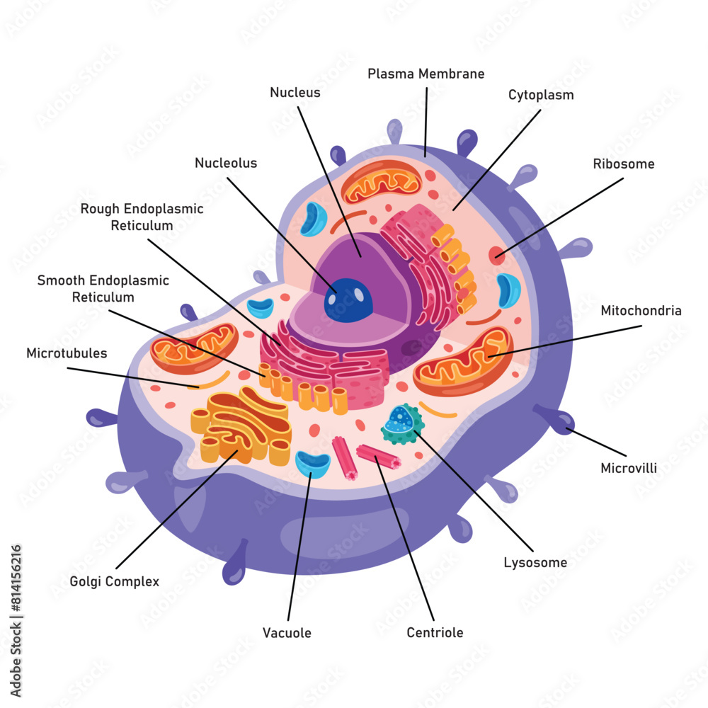 Fototapeta premium The Structure Of Human Cell