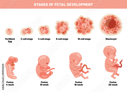 Fetal Development Of An Embyrio