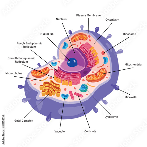 The Structure Of Human Cell