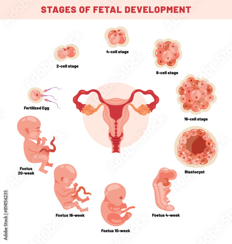 Fetal Development Of An Embyrio