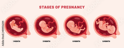 Fetal Development Of An Embyrio