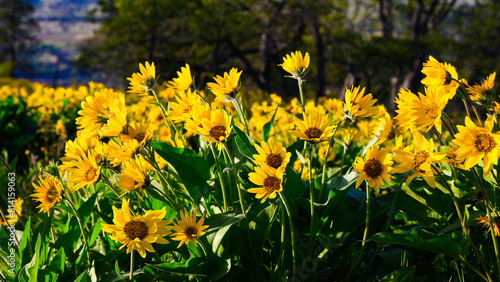Large group of arrowleaf balsamroot in Columbia Gorge during spring photo