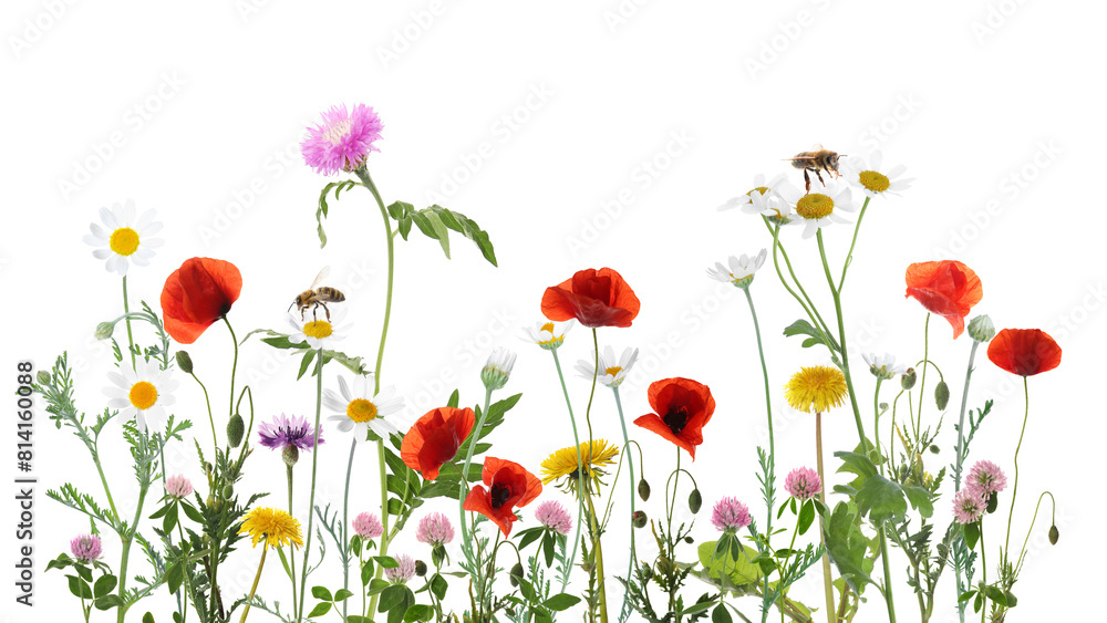Colorful meadow flowers and bees on white background, banner design Colorful meadow flowers and bees on white background, banner design