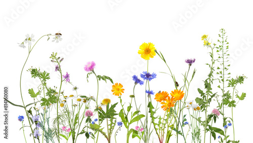 Colorful meadow flowers and bee on white background, banner design