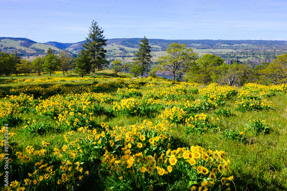 Mass of yellow arrowleaf balsamroot flowers in spring above Columbia Gorge in Oregon Mass of yellow arrowleaf balsamroot flowers in spring above Columbia Gorge in Oregon