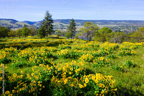 Mass of yellow arrowleaf balsamroot flowers in spring above Columbia Gorge in Oregon photo