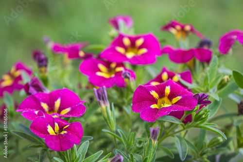 blooming colorful petunia flowers