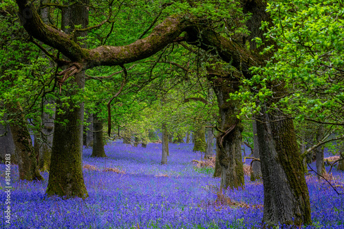Fototapeta Kinclaven Bluebell Woods Perthshire Scotland