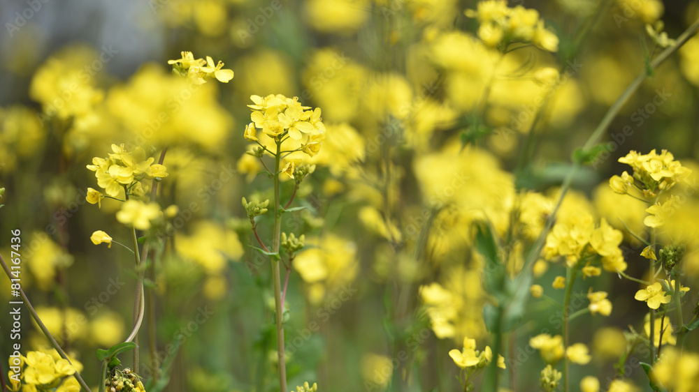 Rapeseed. Brassica napus. are blooming in sunny summer day. yellow flower, isolated on blurred natural background. agriculture, in Europe or Asia. floral background, close-up. soft focus Rapeseed. Brassica napus. are blooming in sunny summer day. yellow flower, isolated on blurred natural background. agriculture, in Europe or Asia. floral background, close-up. soft focus