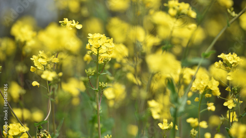 Rapeseed. Brassica napus. are blooming in sunny summer day. yellow flower, isolated on blurred natural background. agriculture, in Europe or Asia. floral background, close-up. soft focus