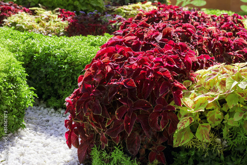 bright colorful bushes, leaves for background. colorful leaves in the garden. Flower bush, isolated tropical plant. sunny spring or summer day. beautiful bushes