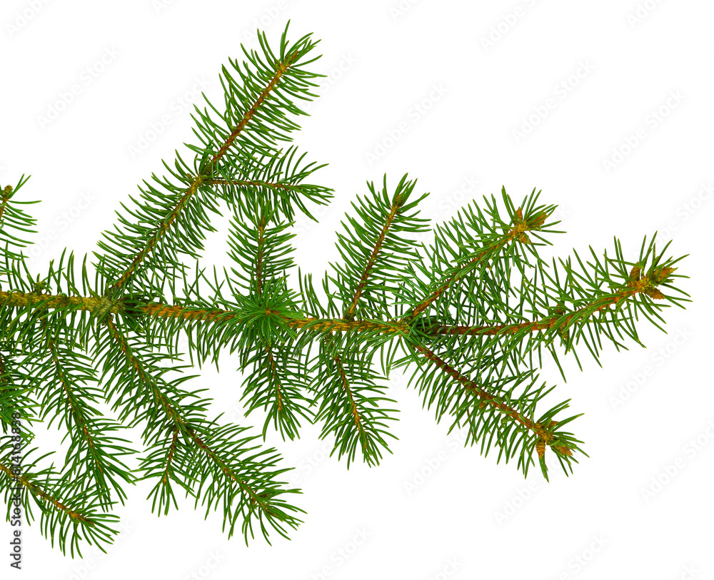 fir tree branches isolated on transparent, png. Branch tree, fir evergreen twig to xmas holiday fir tree branches isolated on transparent, png. Branch tree, fir evergreen twig to xmas holiday
