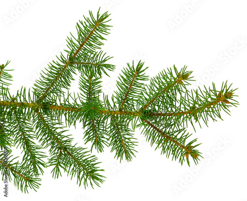 fir tree branches isolated on transparent, png. Branch tree, fir evergreen twig to xmas holiday