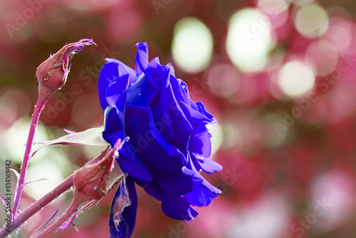 Wallpaper Mural blue rose flowering in roses garden. delicate blue rose on a flower bed. beautiful flowers. Bushes of roses are blooming in the garden. Plant care, holiday gift for a girl. rare, unusual color Torontodigital.ca