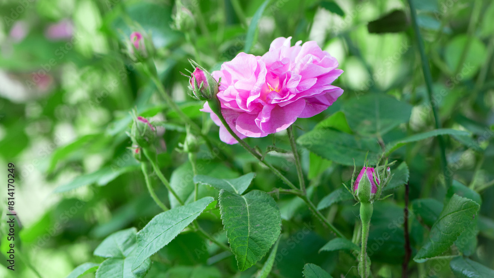 pink rose flower background. Red roses on a bush in the garden, close-up. delicate pink rose flower with green leaves. Red Rose Magic. beauty in the garden. concept of romance, gift pink rose flower background. Red roses on a bush in the garden, close-up. delicate pink rose flower with green leaves. Red Rose Magic. beauty in the garden. concept of romance, gift
