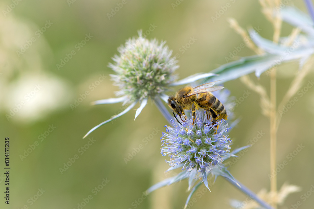 bee collecting nectar from a thorny wildflower close-up. honey bee on the meadow plant Eryngium. macro photo of an insect in nature. natural background, place for text, bokeh bee collecting nectar from a thorny wildflower close-up. honey bee on the meadow plant Eryngium. macro photo of an insect in nature. natural background, place for text, bokeh