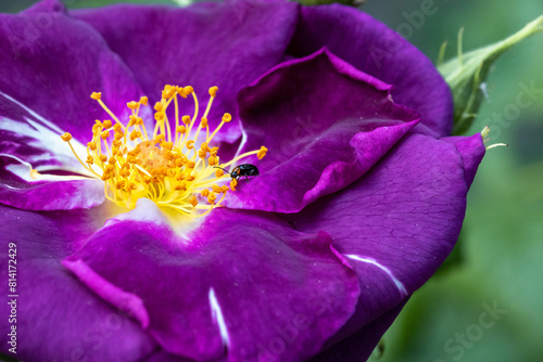 Luperus viridipennis on a purple shrub rose rhapsody in blue blossom
