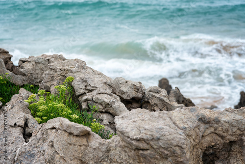 A rocky shoreline with a small plant growing out of a crack in the rock. The plant is green and he is thriving despite the harsh environment, Natural Park of the Dunes of Liencres, Cantabria, Spain
