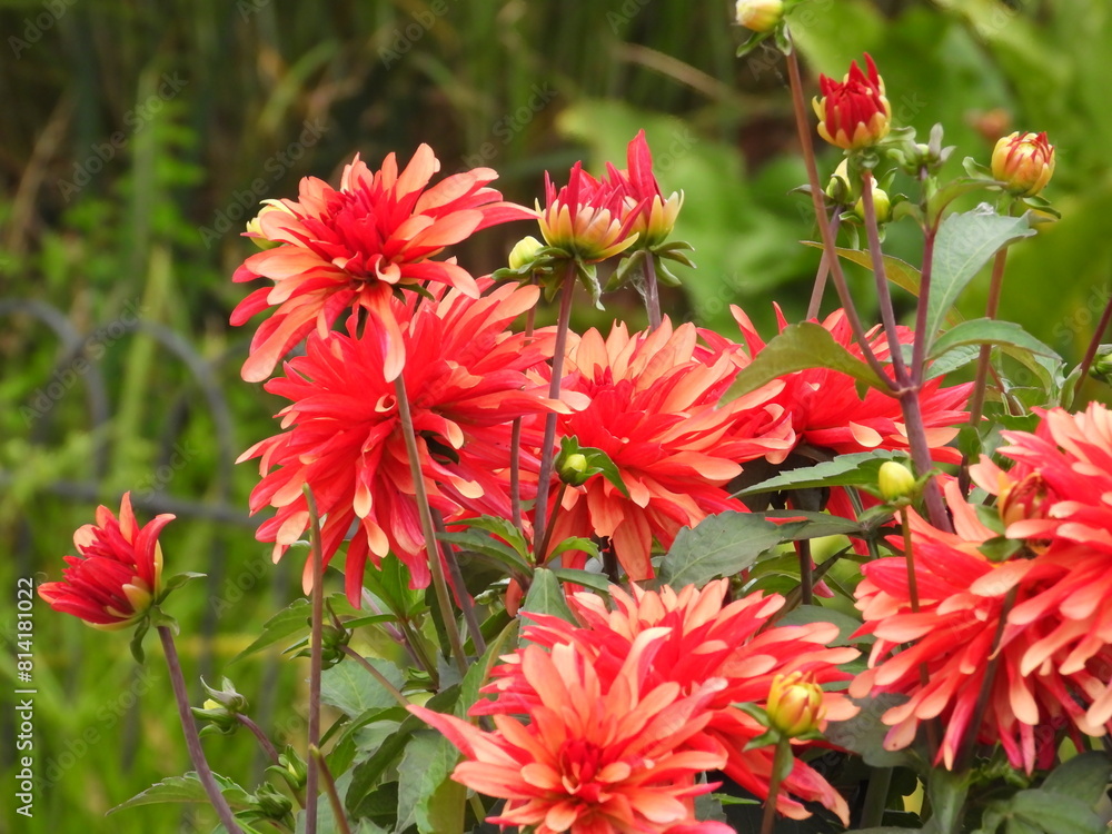 Red flowers in petals Red flowers in petals