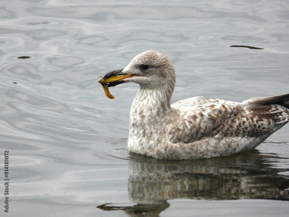 Seagull on the water with something in its beak Seagull on the water with something in its beak