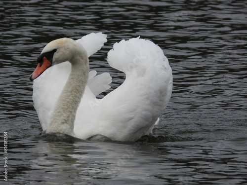 Fototapeta Naklejka Na Ścianę i Meble -  A white swan swims