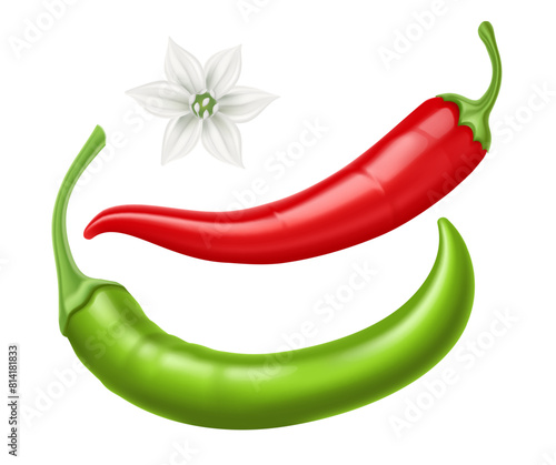Red and Green Hot chili pepper pods with white flower. Realistic Spicy vegetable, mexican cooking ingredient for salsa. Isolated on background. Vector illustration.