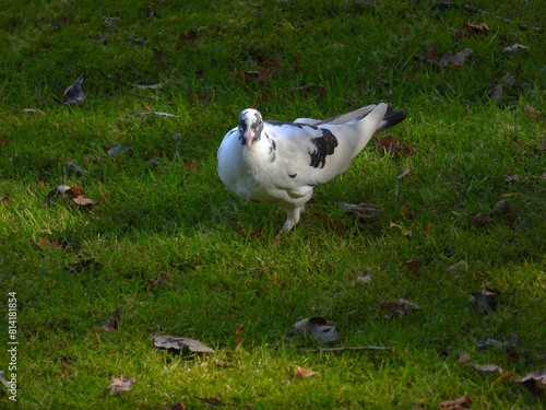 Black and white pigeon on green grass
