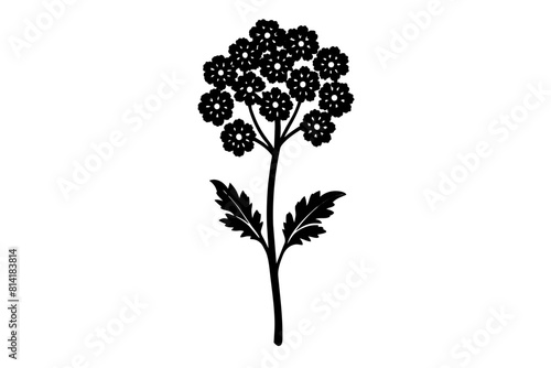 yarrow flower vector illustration