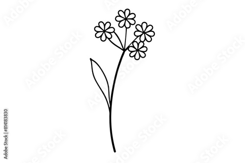 yarrow flower vector illustration