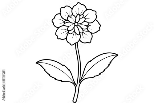 verbena flower vector illustration