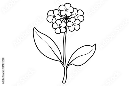 verbena flower vector illustration