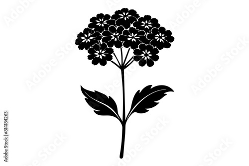 verbena flower vector illustration