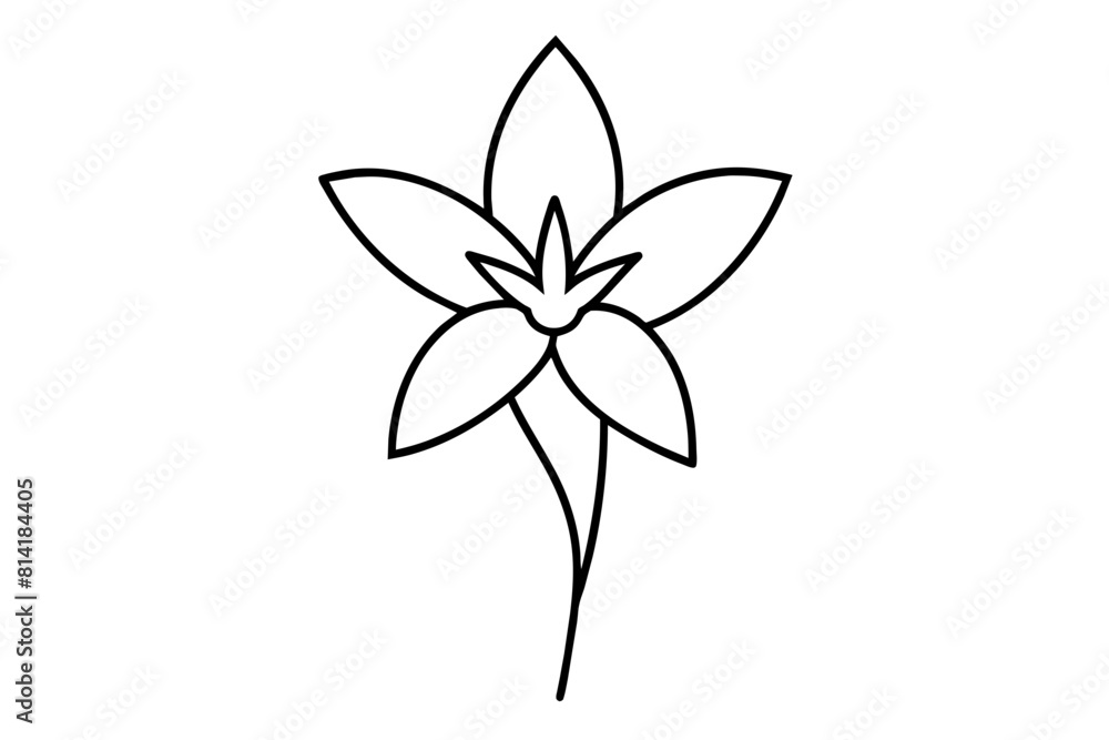 tuberose flower vector illustration