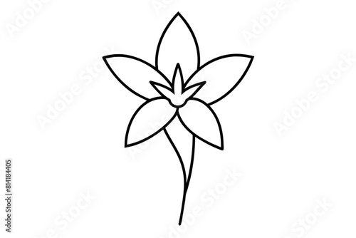 tuberose flower vector illustration