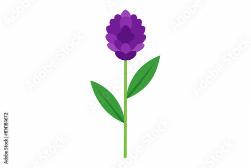 statice flower vector illustration © CreativeDesigns