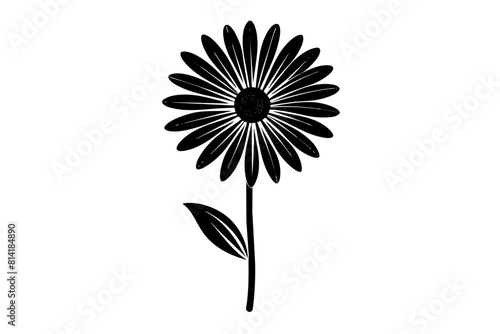 osteospermum flower vector illustration